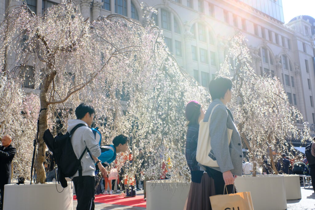 なんば広場「なんばSAKURA MUSIC FES」で桜を興味津々にみる男性